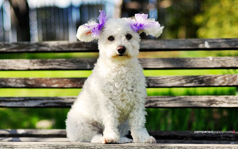 dog with purple bows on bench
