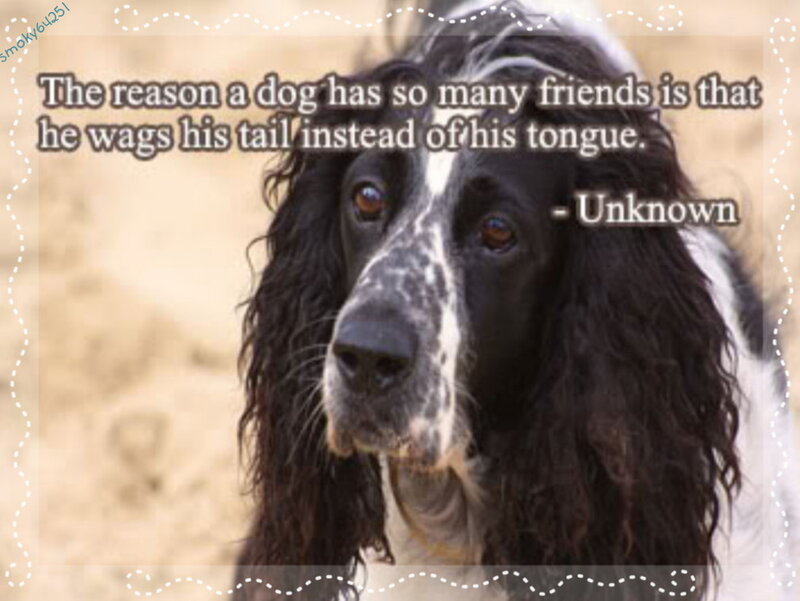 dog with quote about wagging tail