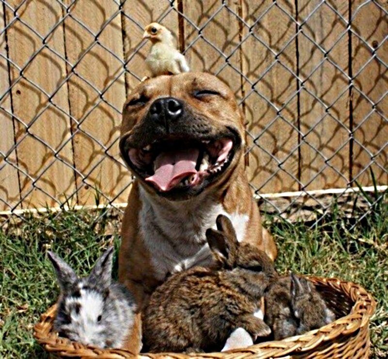 Dog with Rabbits and Chick