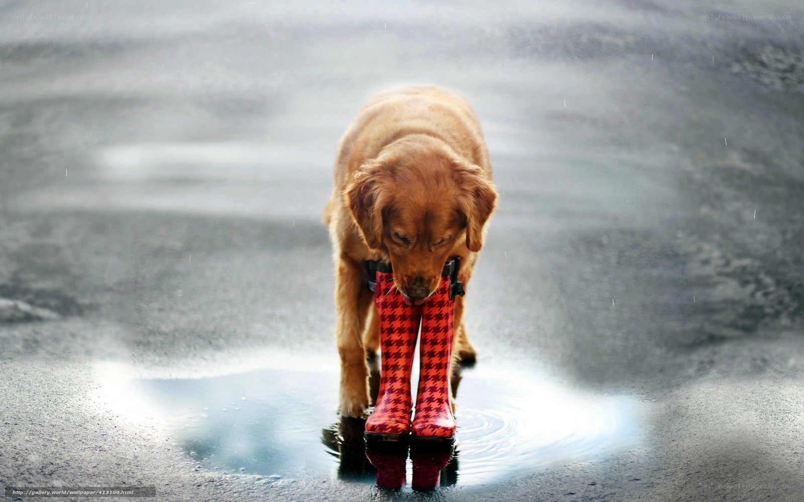 dog with rain boots in puddle