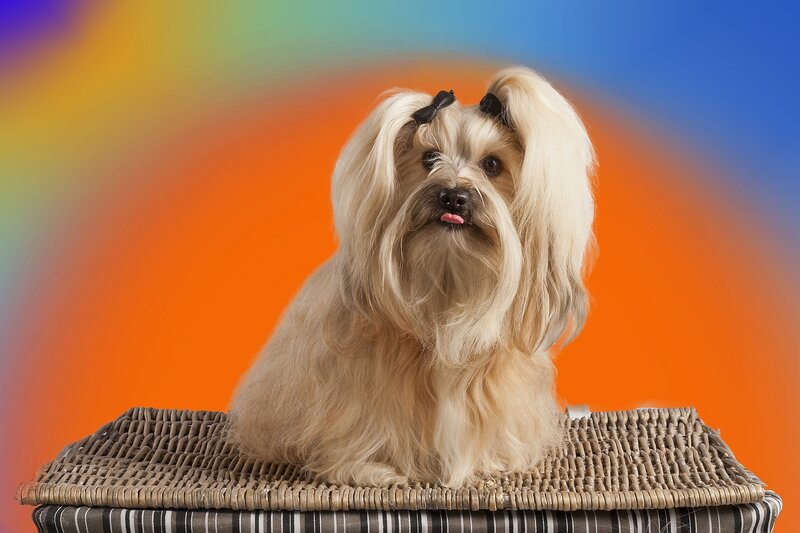 dog with rainbow background