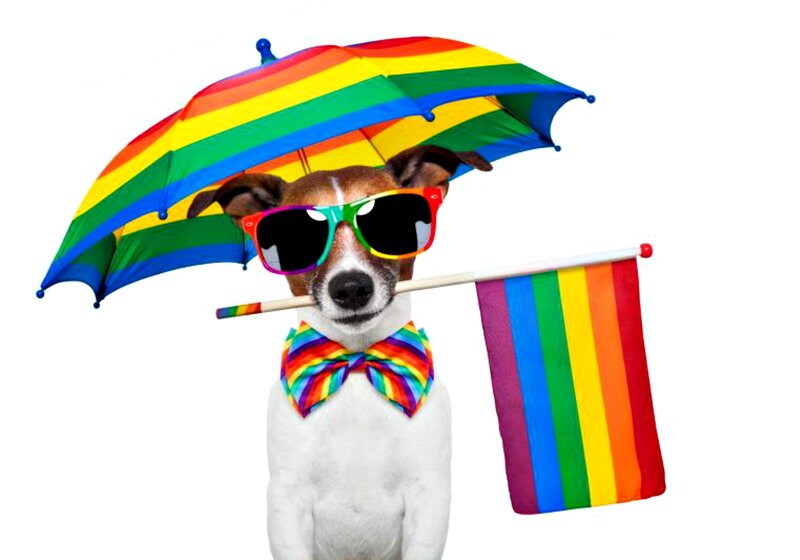 Dog with Rainbow Umbrella