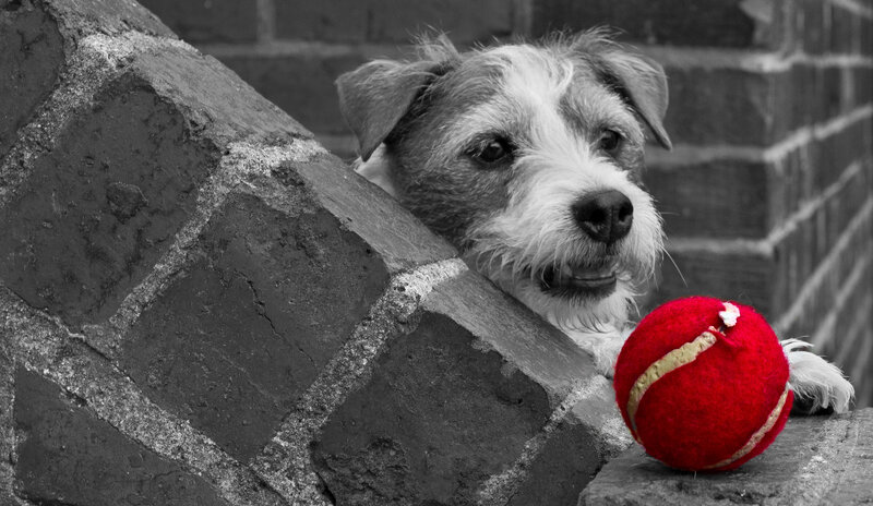 Dog with Red Ball — Calm