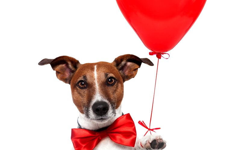 Dog with Red Balloon — Playful