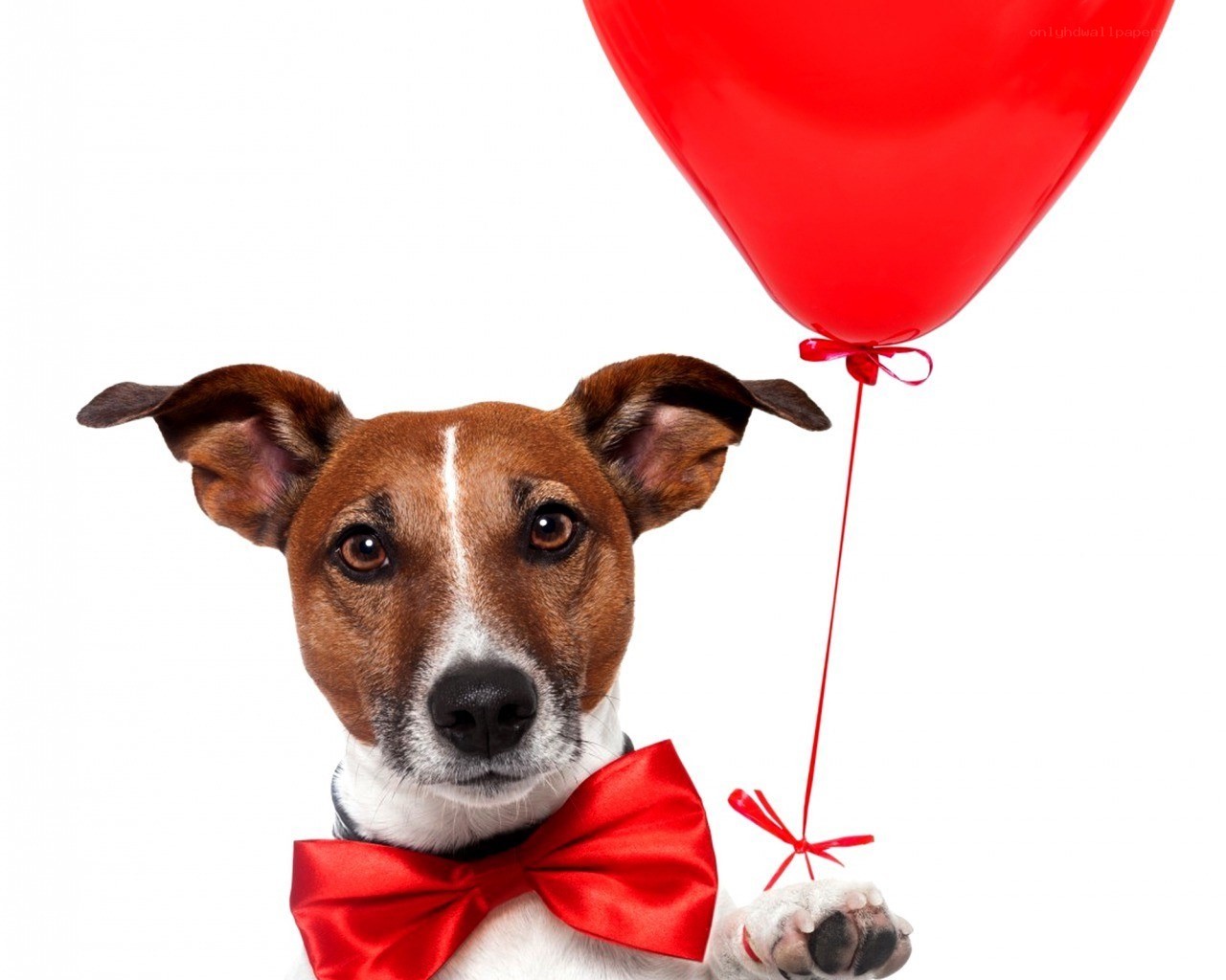 dog with red balloon