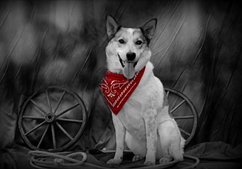 Dog with Red Bandana