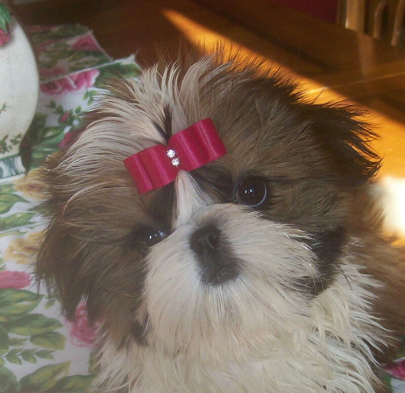 dog with red bow