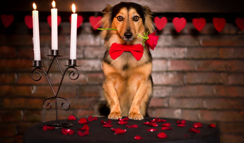 Dog with Red Bowtie