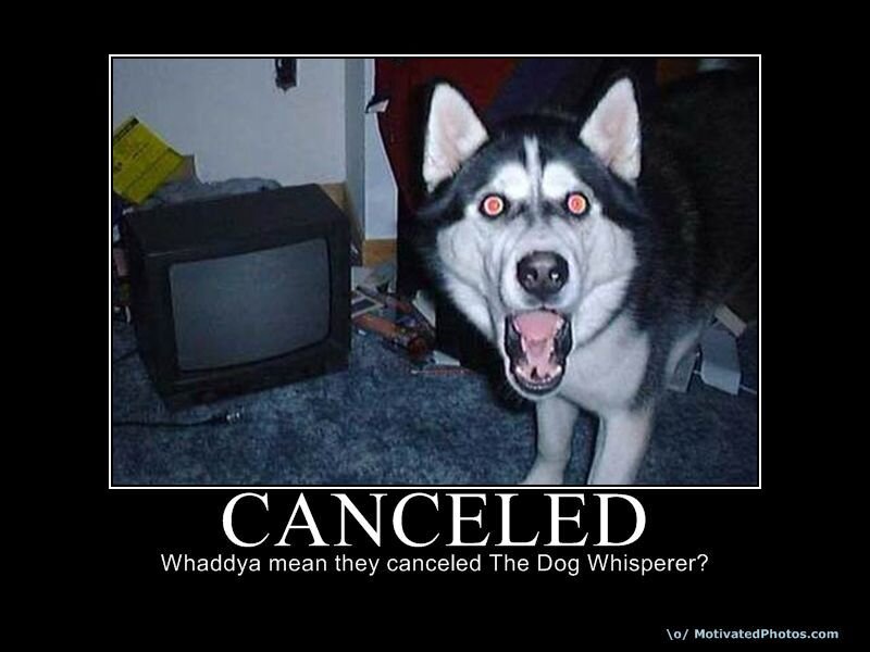 dog with red eyes meme