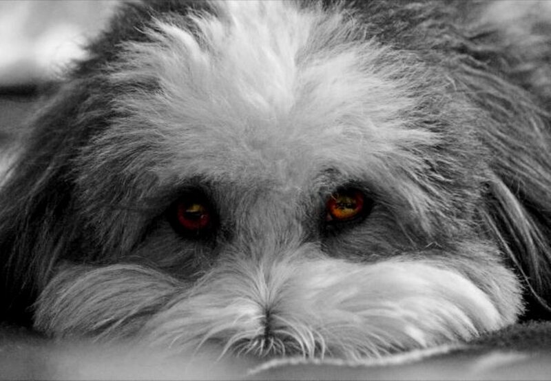 Dog with Red Eyes