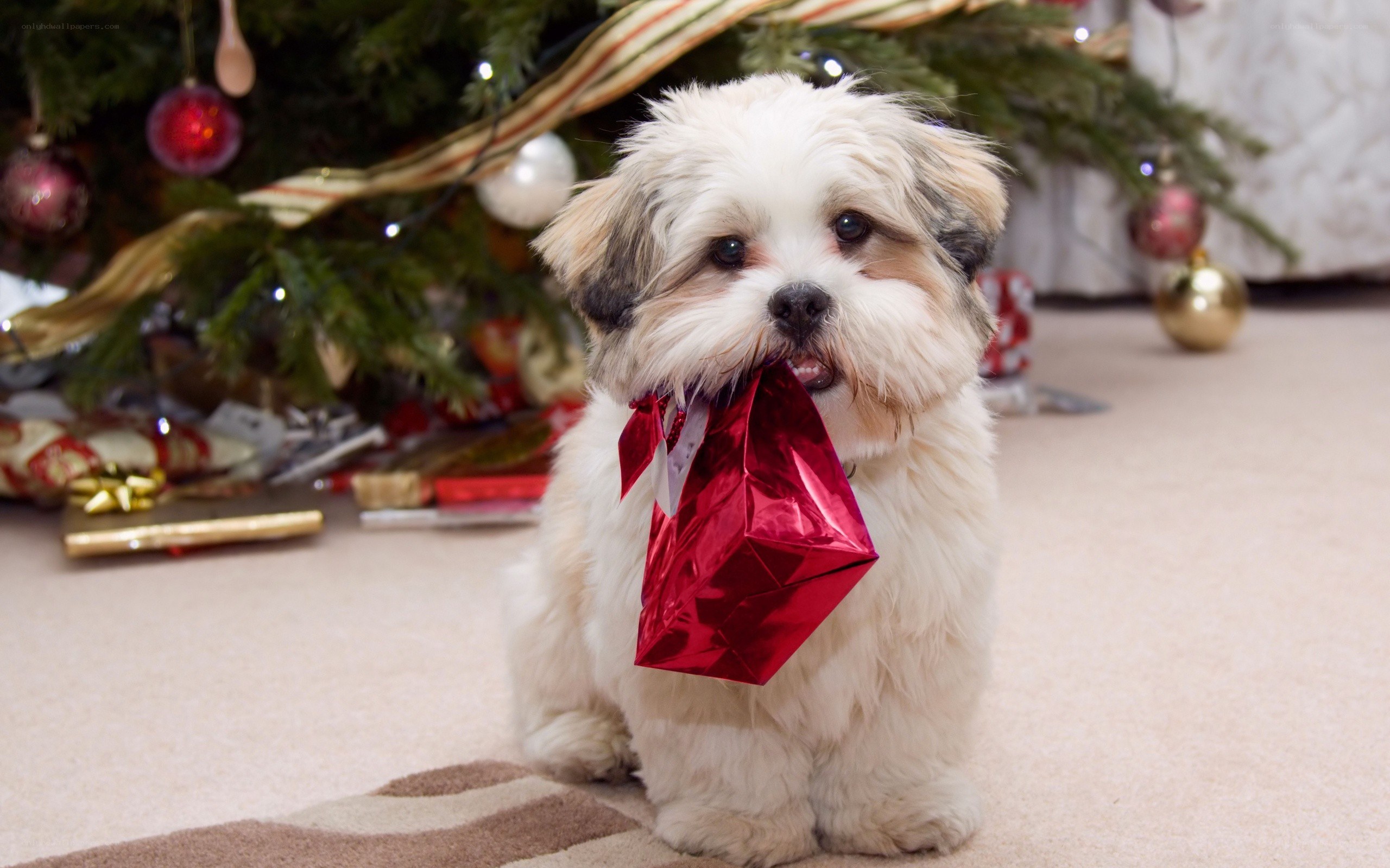 dog with red gift under tree