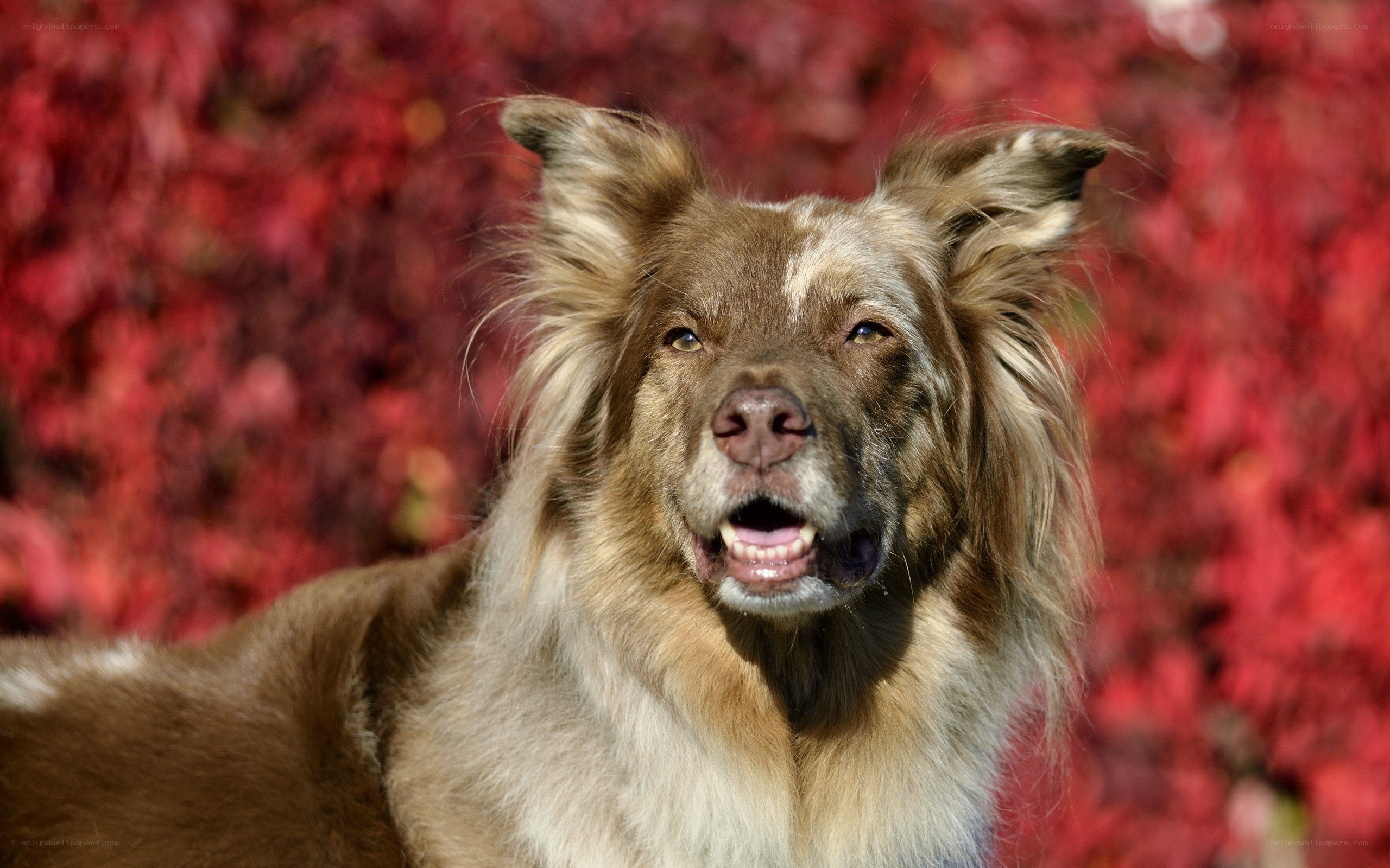 dog with red leaves background