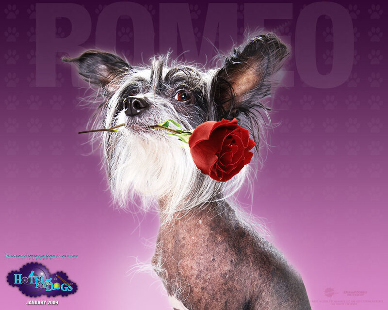 dog with red rose