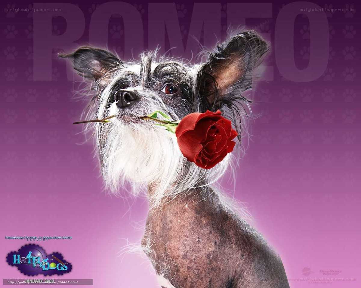 dog with red rose