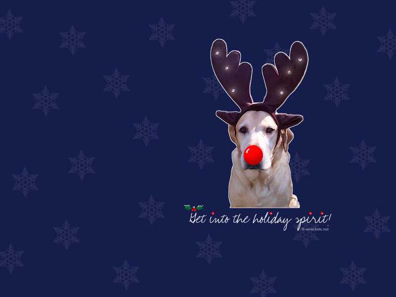 Dog with Reindeer Antlers — Blue