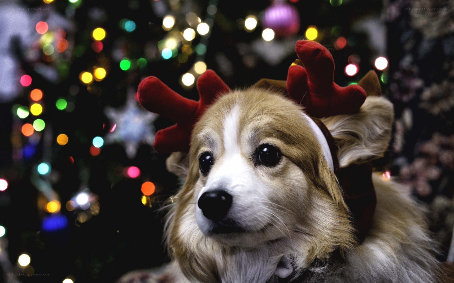 dog with reindeer antlers