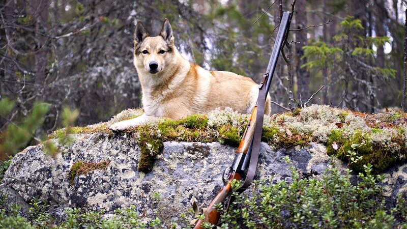 dog with rifle in forest