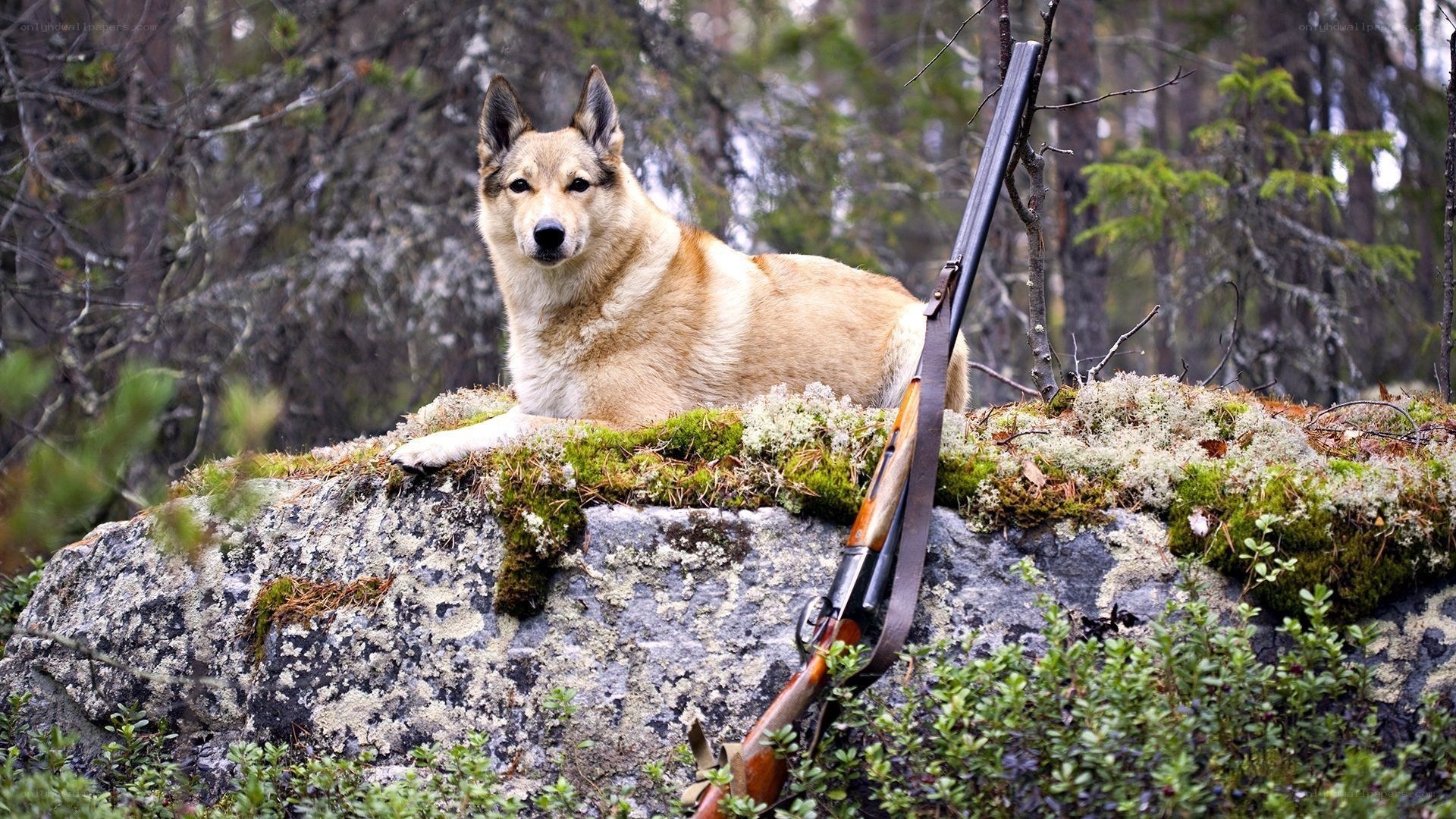 dog with rifle in forest