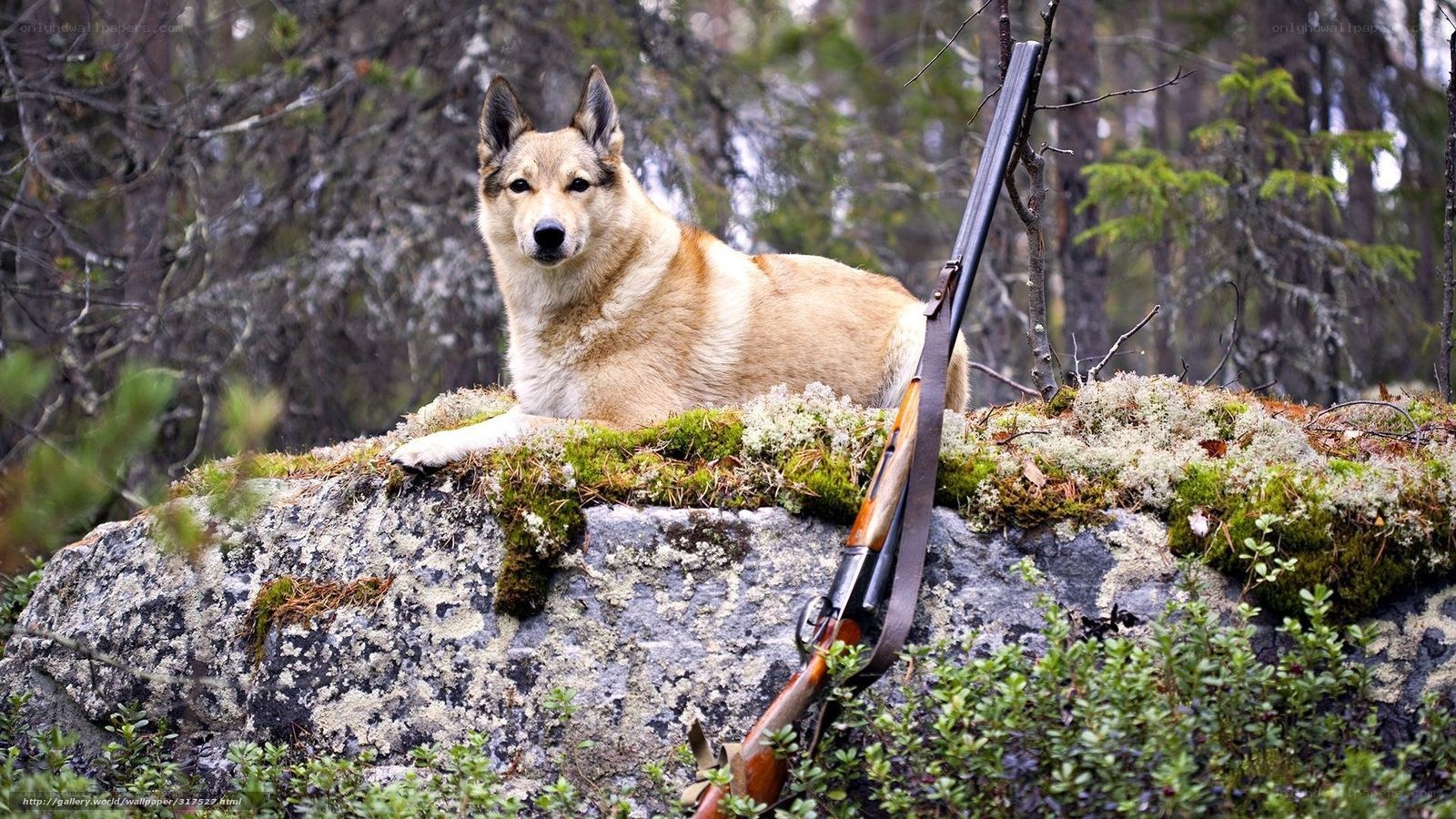 Dog with rifle in forest