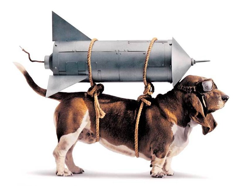 dog with rocket backpack