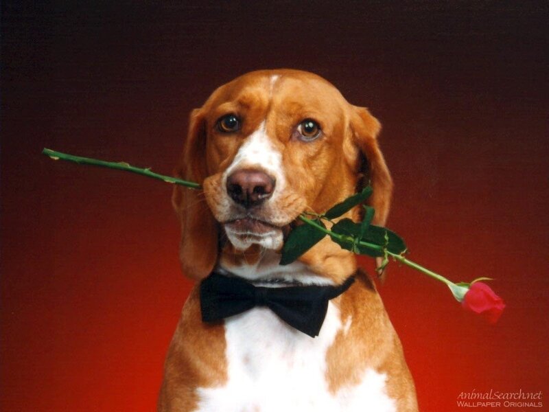 dog with rose and bowtie