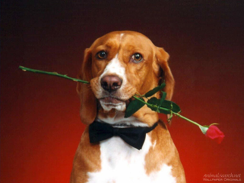 dog with rose and bowtie