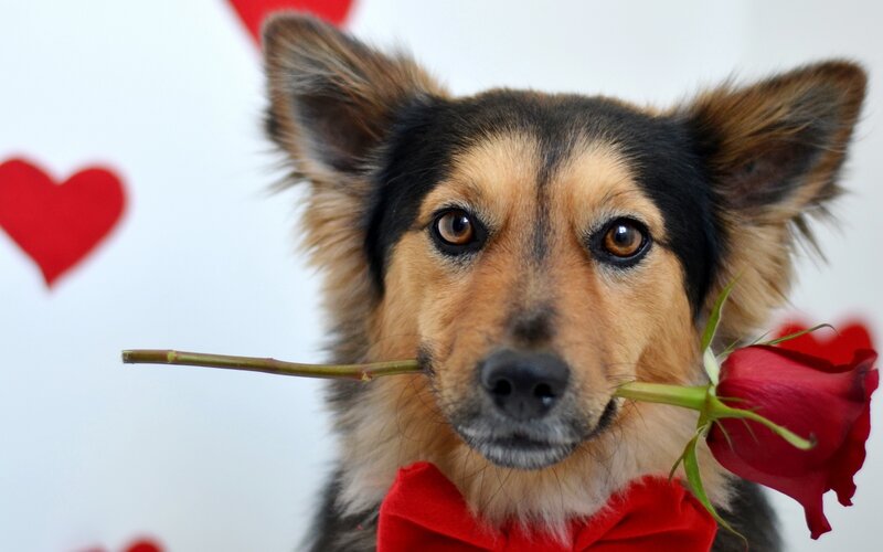 Dog with Rose and Bowtie — Red, Romantic, Photograph