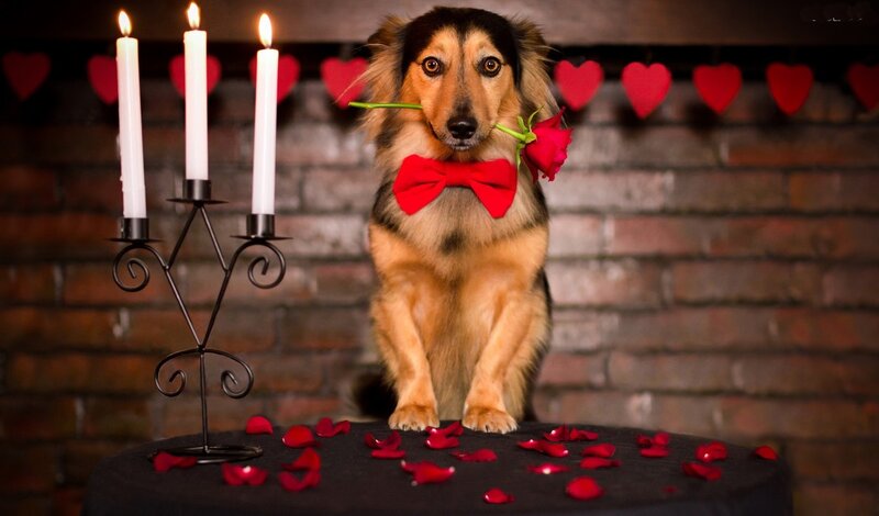 Dog with Rose and Bowtie — Red, Romantic