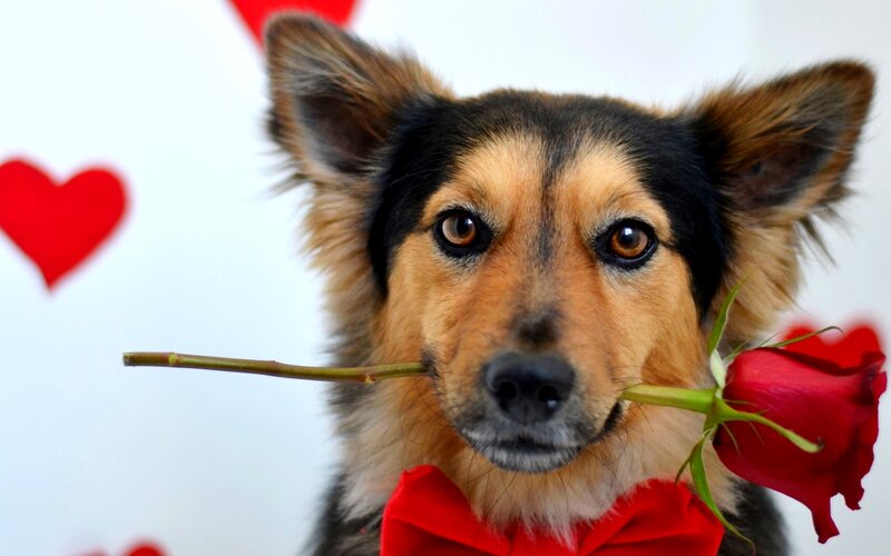 Dog with Rose and Bowtie — Red
