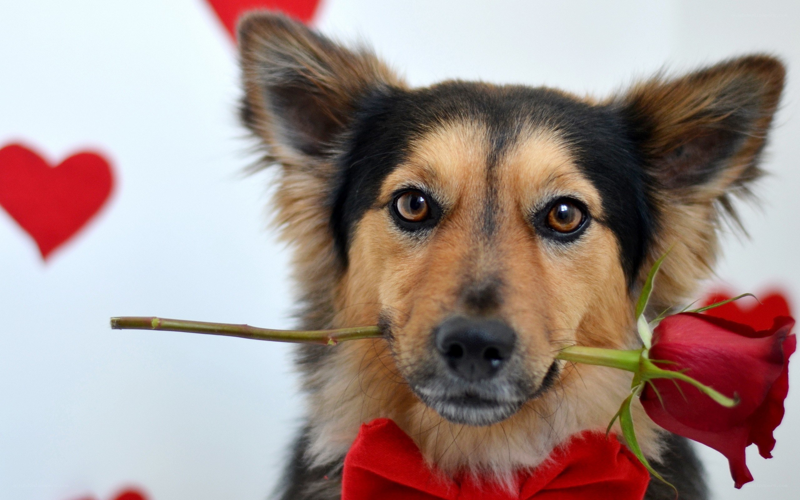 dog with rose and bowtie
