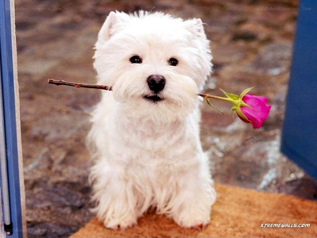 dog with rose in mouth