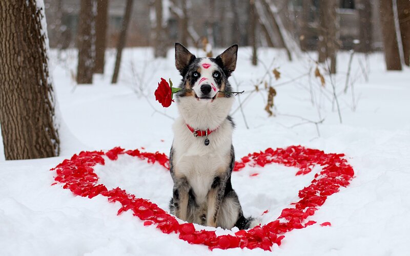 Dog with Rose in Snow
