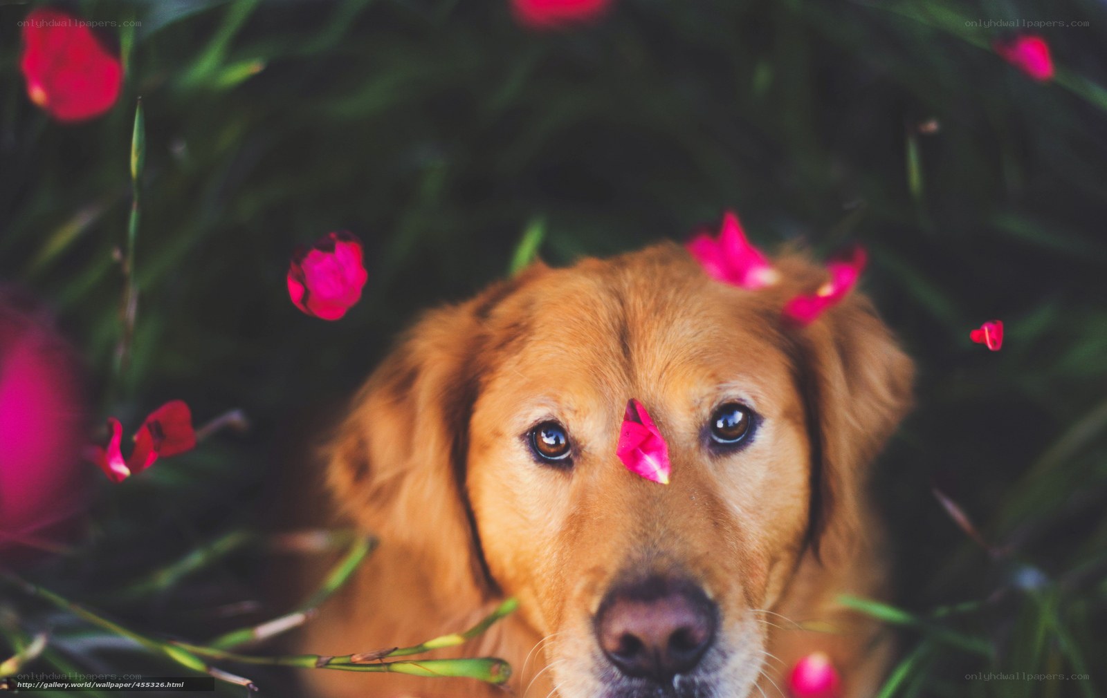 dog with rose petals