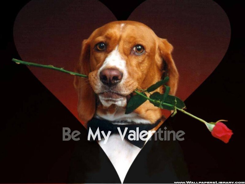 dog with rose valentine
