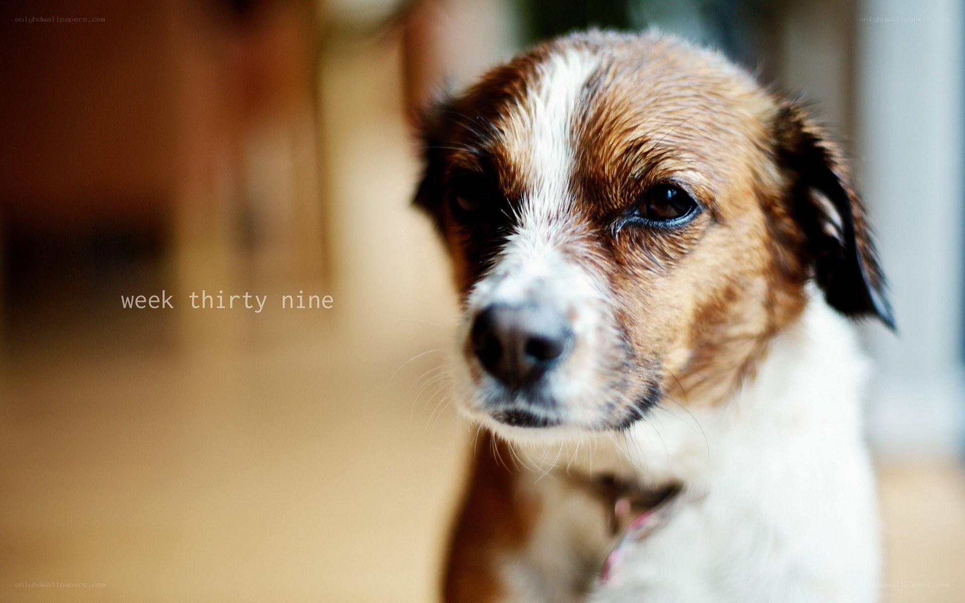 dog with sad eyes