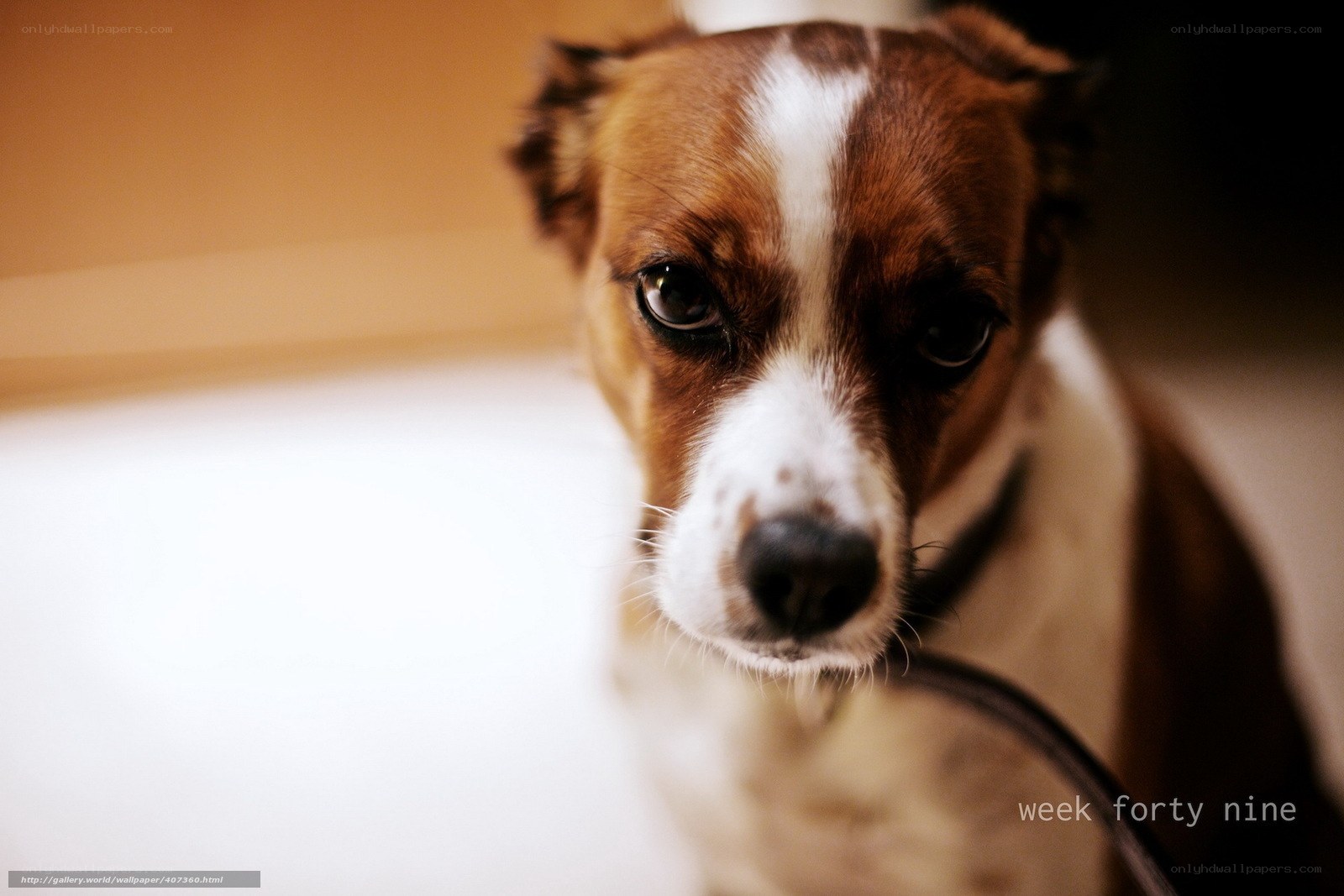 dog with sad eyes