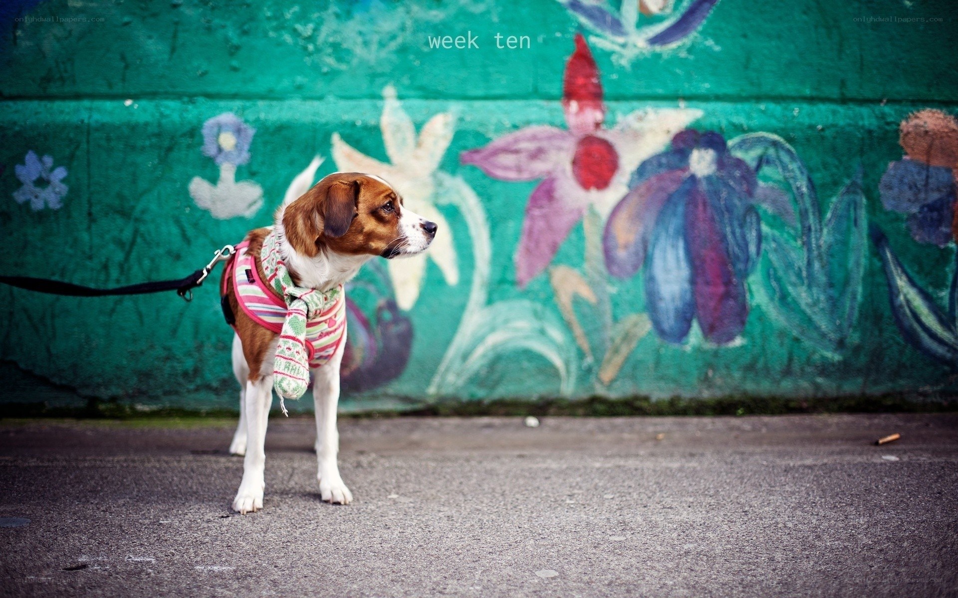 dog with scarf on leash