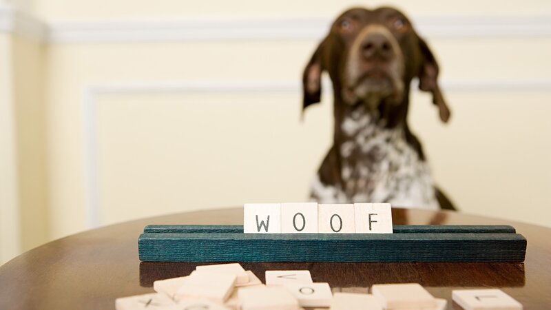 dog with scrabble tiles spelling woof