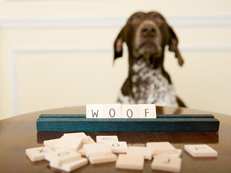 Dog with Scrabble Tiles