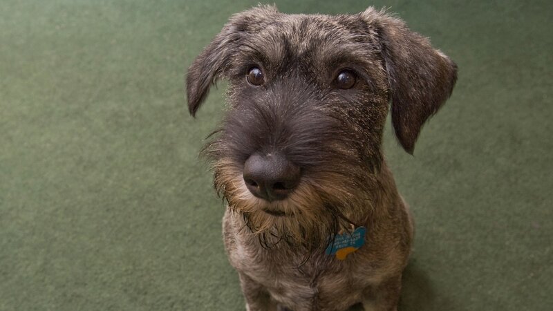 dog with scruffy fur
