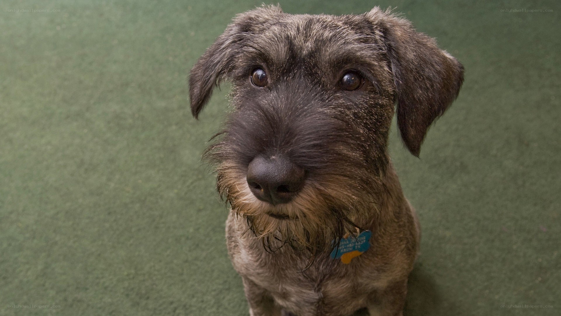 dog with scruffy fur
