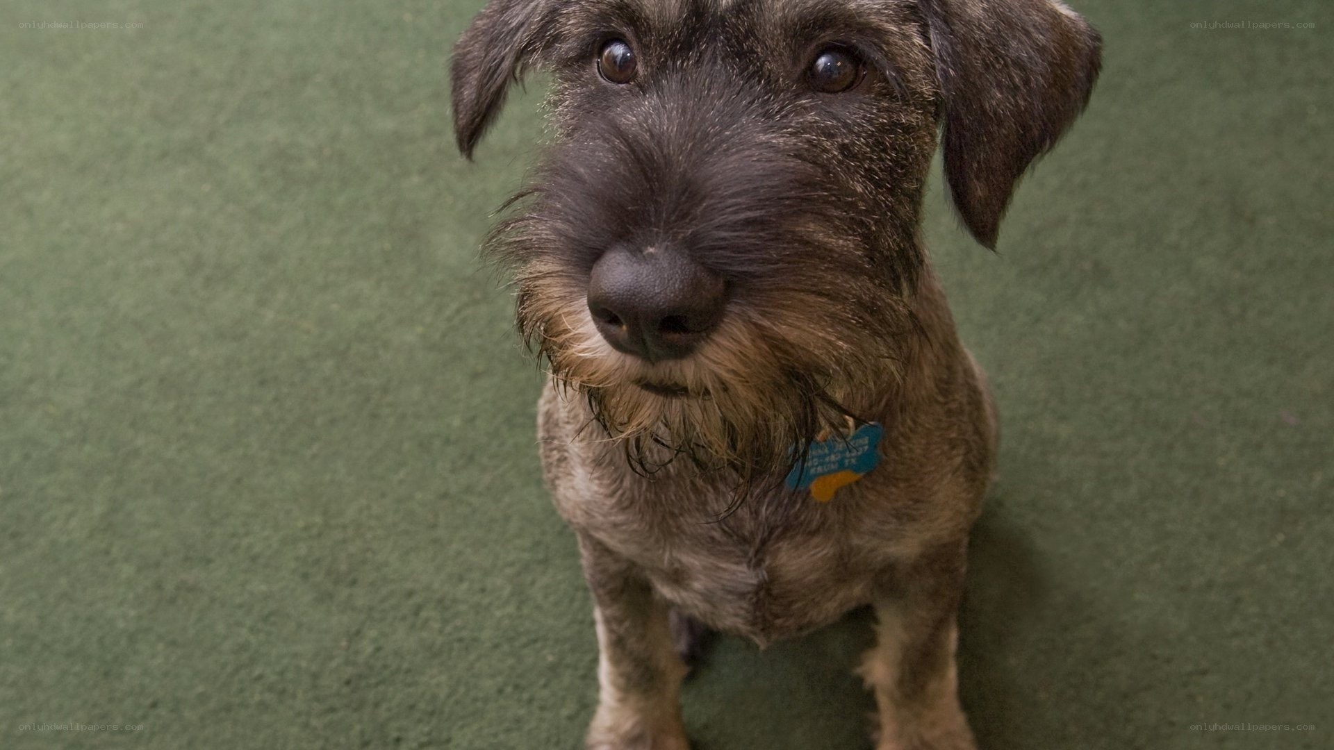 dog with scruffy fur