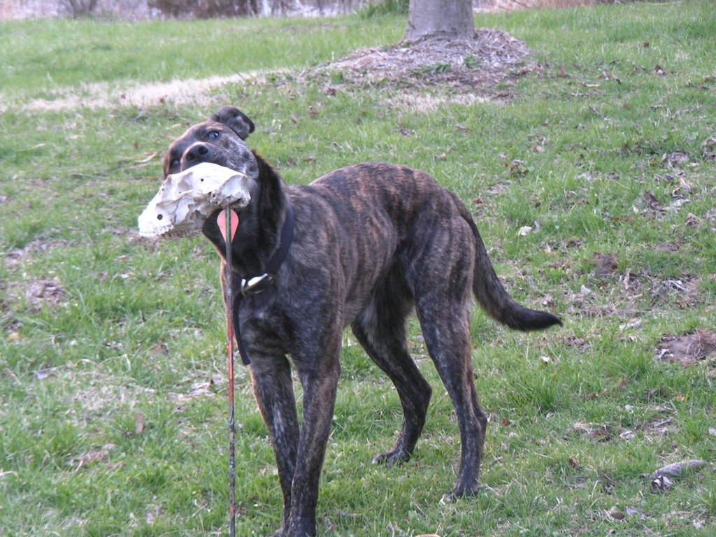 Dog with skull in grass