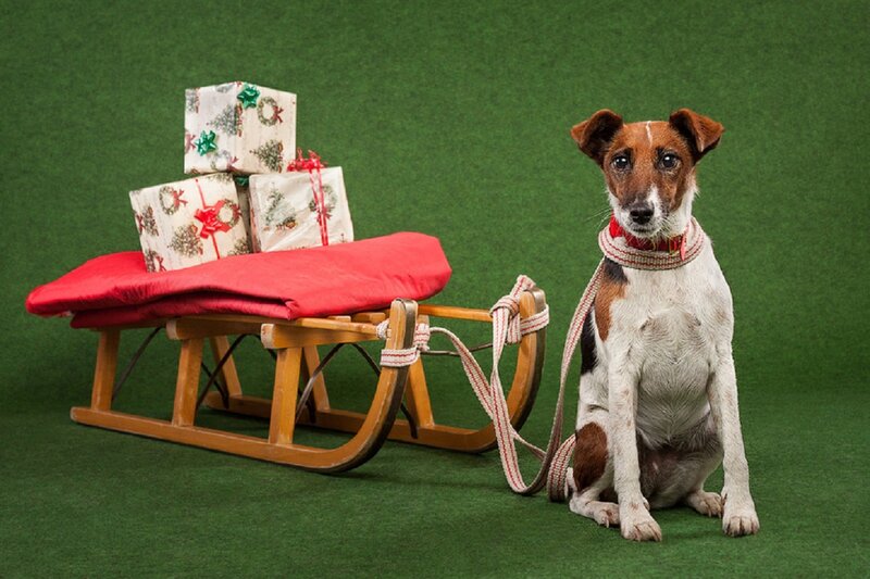 Dog with Sleigh