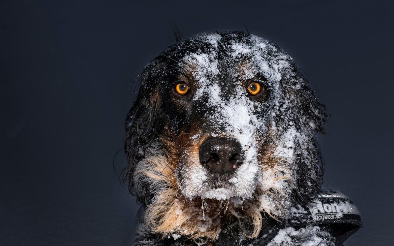 Dog with Snow on Face — Black, Dramatic