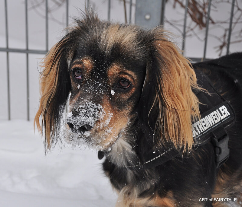 Dog with Snow on Face — Black