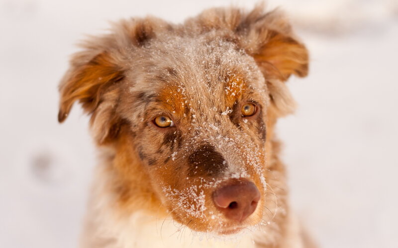 Dog with Snow on Face — Brown