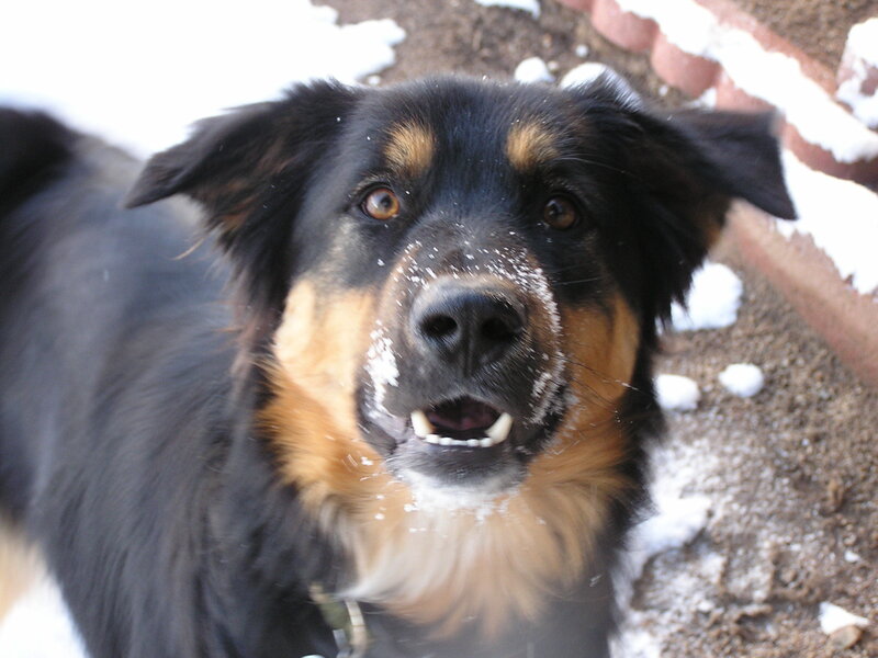 dog with snow on face