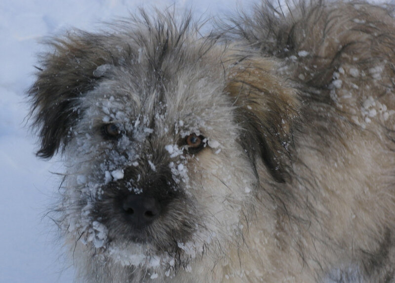 Dog with Snow on Face — White, Cold