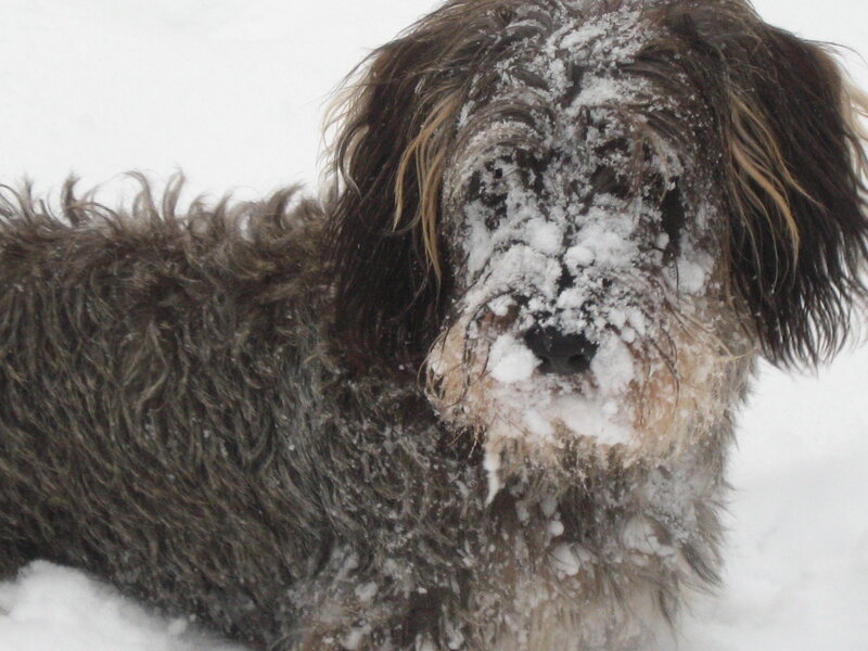 Dog with Snow on Face — White